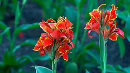 花,自然,植物區(qū)系