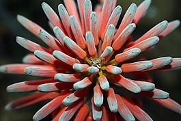 芦荟,花,花蜜