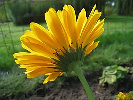 萬壽菊,秋季,花園