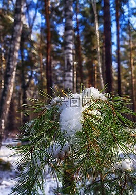 雪,松,冬季