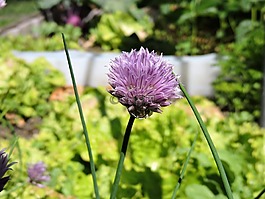 韭菜,開花,紫