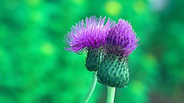 自然,植物區(qū)系,花