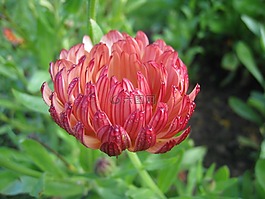 萬(wàn)壽菊,植物,一年
