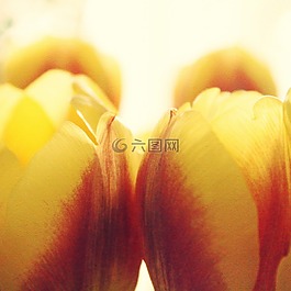 郁金香,太陽,鮮花