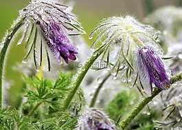 pasque 花,一滴水,雨滴