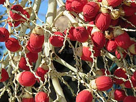 棕櫚樹(shù),帝國(guó),水果