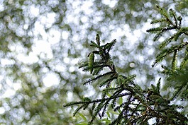 云杉,針葉樹,樹枝