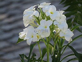 鸡蛋花,鲜花,白人女孩