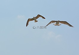 海鷗,stol,鳥(niǎo)類