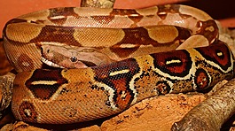 皇帝蛇,boa,蛇
