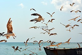 海鸥,鸟类,飞行