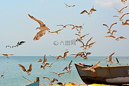 海鷗,stol,鳥(niǎo)類