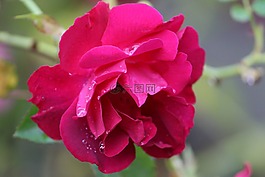 玫瑰,花的,植物
