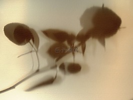 花,羅莎,陰影
