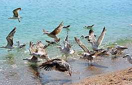 海鷗,stol,鳥(niǎo)類