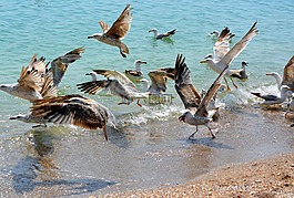 海鷗,stol,鳥(niǎo)類