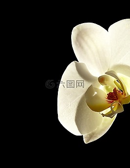 蘭花,花,花瓣