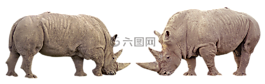 犀牛,非洲,動(dòng)物