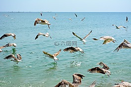 海鷗,stol,鳥(niǎo)類