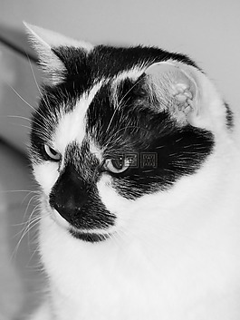 貓,貓科動物,動物