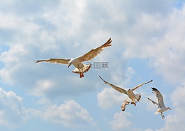海鷗,stol,鳥(niǎo)類