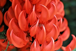 花,自然,戶外
