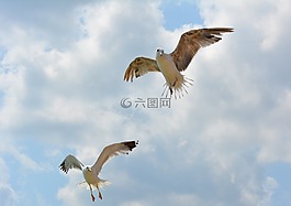 海鷗,stol,鳥(niǎo)類