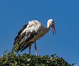 性質(zhì),鸛,鳥