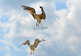 海鷗,stol,鳥(niǎo)類