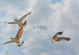 海鸥,鸟类,飞行