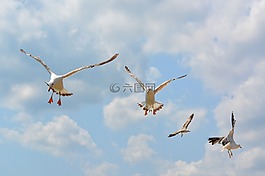 海鷗,stol,鳥(niǎo)類