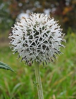 薊,性質(zhì),野生