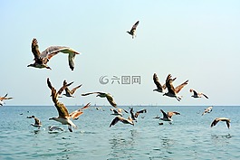 海鷗,stol,鳥(niǎo)類