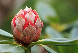 杜鵑,芽,開花