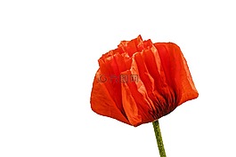 罌粟,花,開花