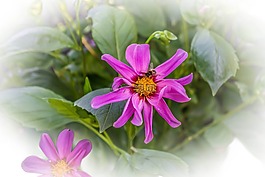 花,昆蟲,粉紅色
