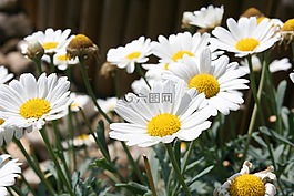 花,花園,高峰