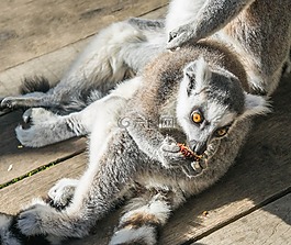 狐猴,年輕,吃