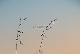 小麥,布什,字段