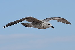 海鷗,鳥,動(dòng)物