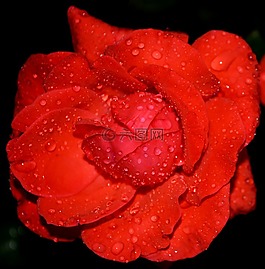 玫瑰,紅色,露水