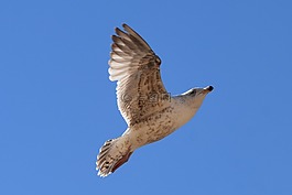 海鷗,鳥,飛