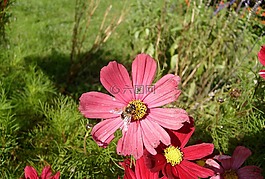 花,昆蟲,性質(zhì)