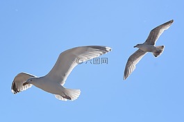 海鷗,鳥,飛