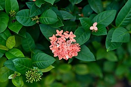 大自然,鮮花,植物