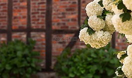 春,花卉,墻