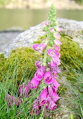 鮮花,挪威,山