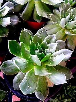 屋頂長(zhǎng)生花,多汁,植物