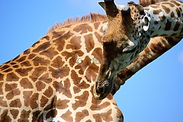 長頸鹿,野生動物園,非洲