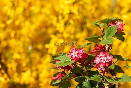 春天,鮮花,關(guān)閉